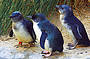 AAT Kings Phillip Island - Penguins, Koalas & Wildlife (K10)