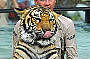 Tiger show at Australia Zoo