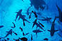 Sharks at North Horn, Osprey Reef