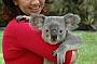 Kuranda Koala Gardens - Cuddle a Koala