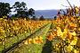 1 Day Yarra Valley Wine & Local Produce Tour
