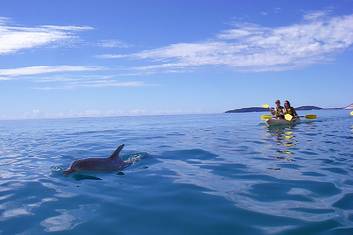 Wild Dolphins kayaking