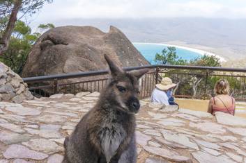 Wineglass Bay lookout local