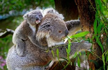Koalas at Lone Pine